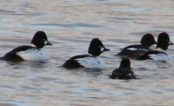 2007_01_13__Schellenten _-_Wintergaeste_auf_dem_Rhein_bei_Heidenfahrt.jpg
